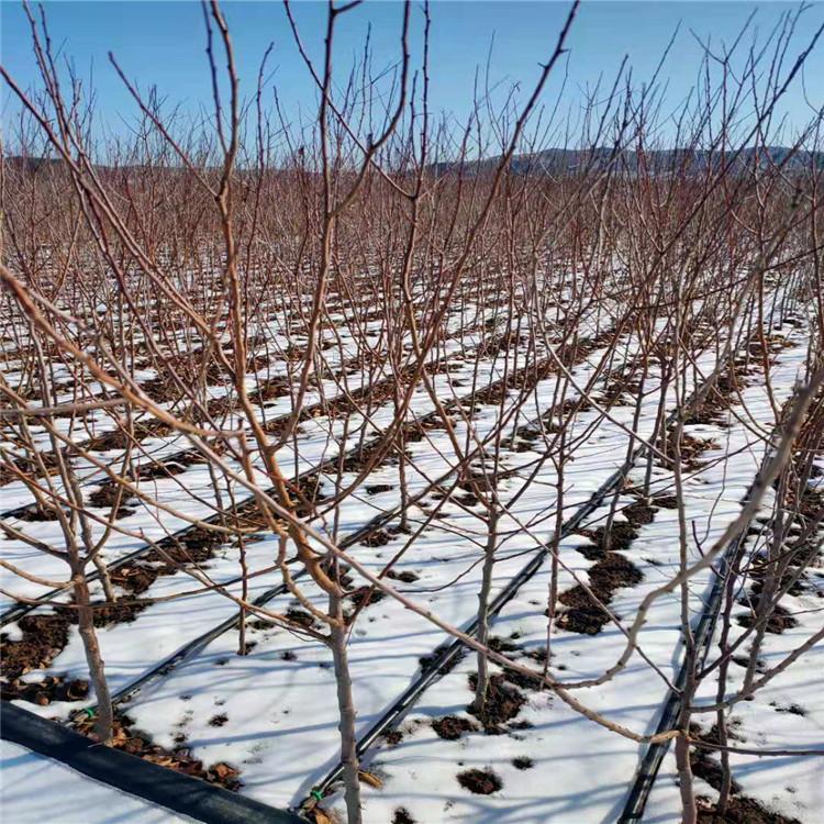 山杏树1至2公分 山杏树苗价格 果树苗 山杏树