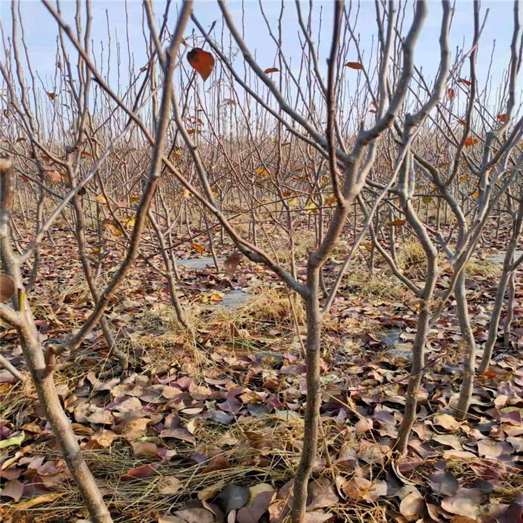 秋红李子树三公分至六公分 秋红李子树苗价格 果树苗