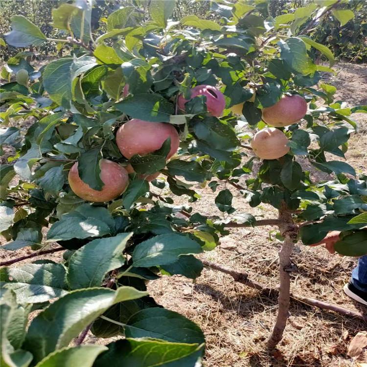 苹果树 新平红苹果树四公分 苹果树苗价格 果树苗