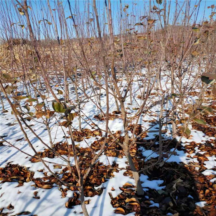 国光苹果树三公分 国光苹果树树价格 果树苗 山杏树