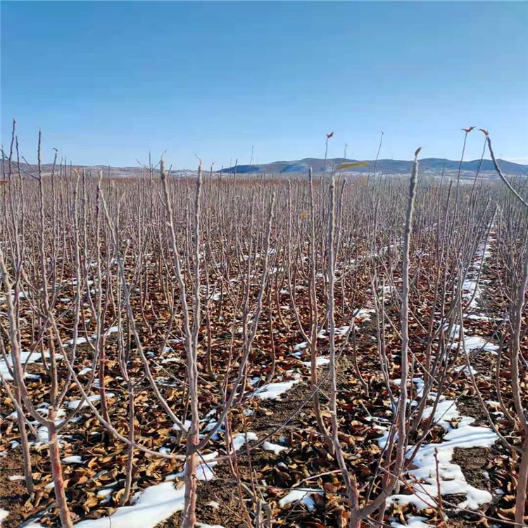 寒富苹果1.5至2.5公分 寒富苹果树苗价格 果树苗