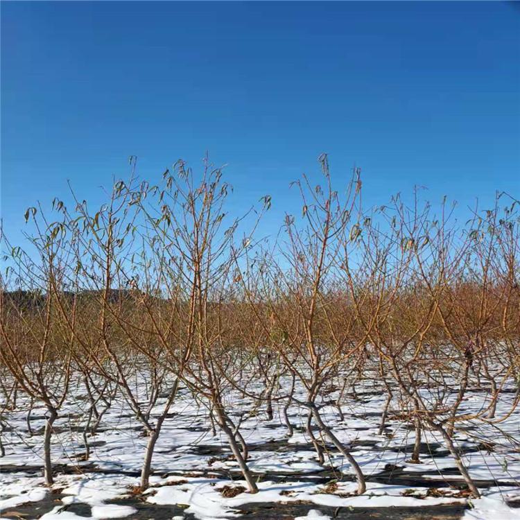 寒露密桃树三至五公分 寒露密桃树价格 果树苗 寒露密桃树