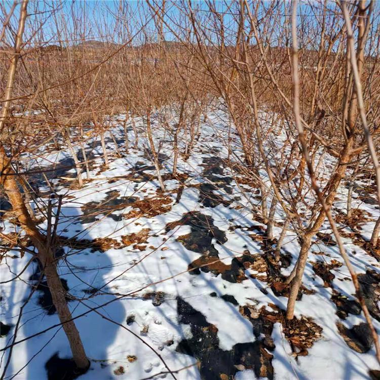 山杏树三至五公分 山杏树树价格 果树苗 山杏树