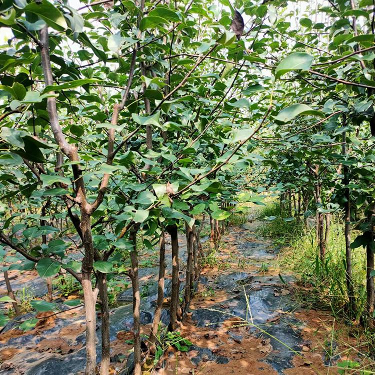 朝阳果树  寒红梨三年生  二点五到三点五公分基地热销