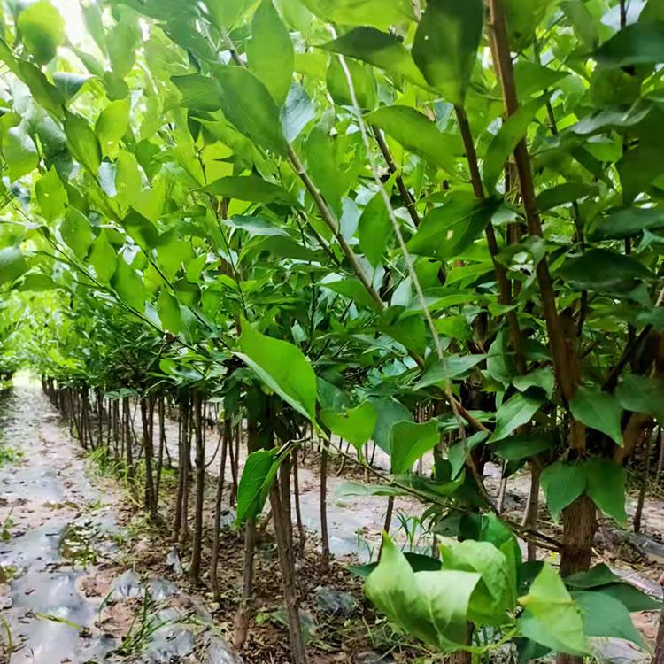 朝阳果树  秋红李子树三至四年生  二至四公分