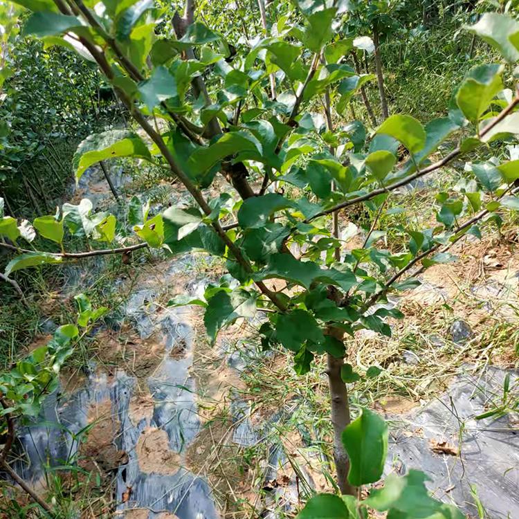 朝阳 果树  寒富平果树三年生  二至三公分