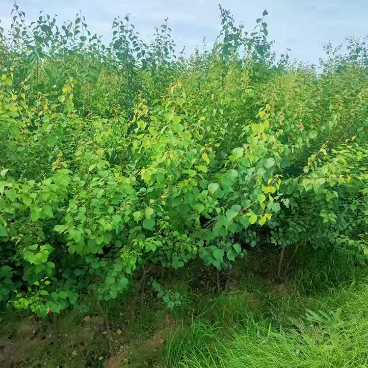 朝阳果树  山杏树  三年生树  二公分