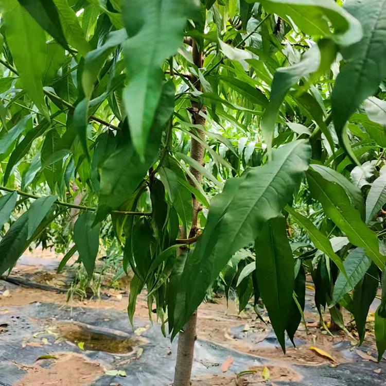 朝阳果树  秋艳桃树   三至四年生  三至七公分