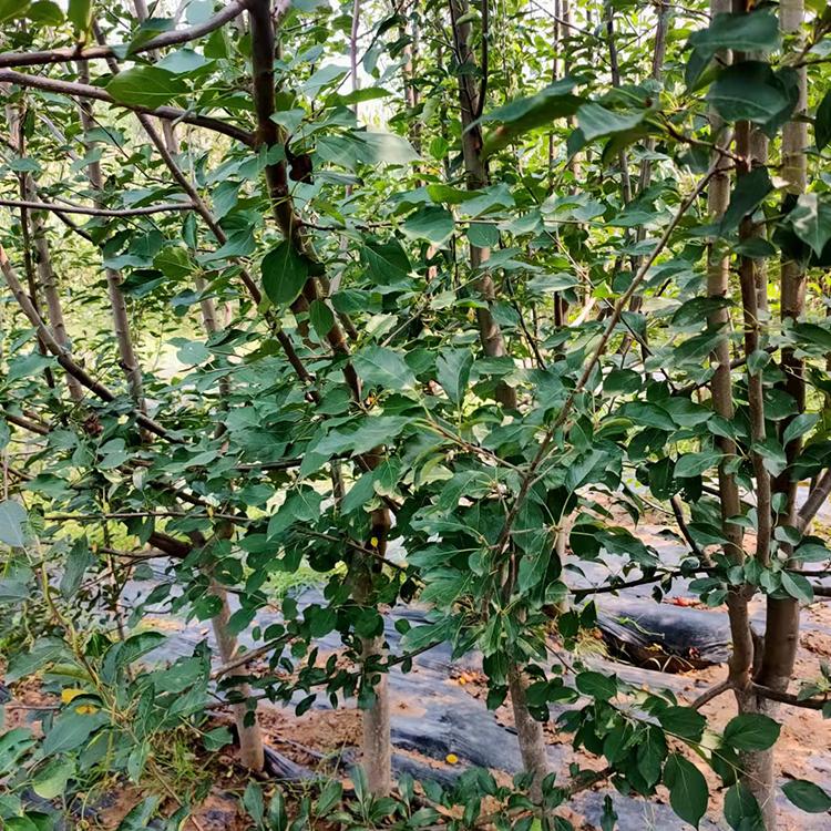 朝阳果树  寒红梨三年生2.5至3.5公分