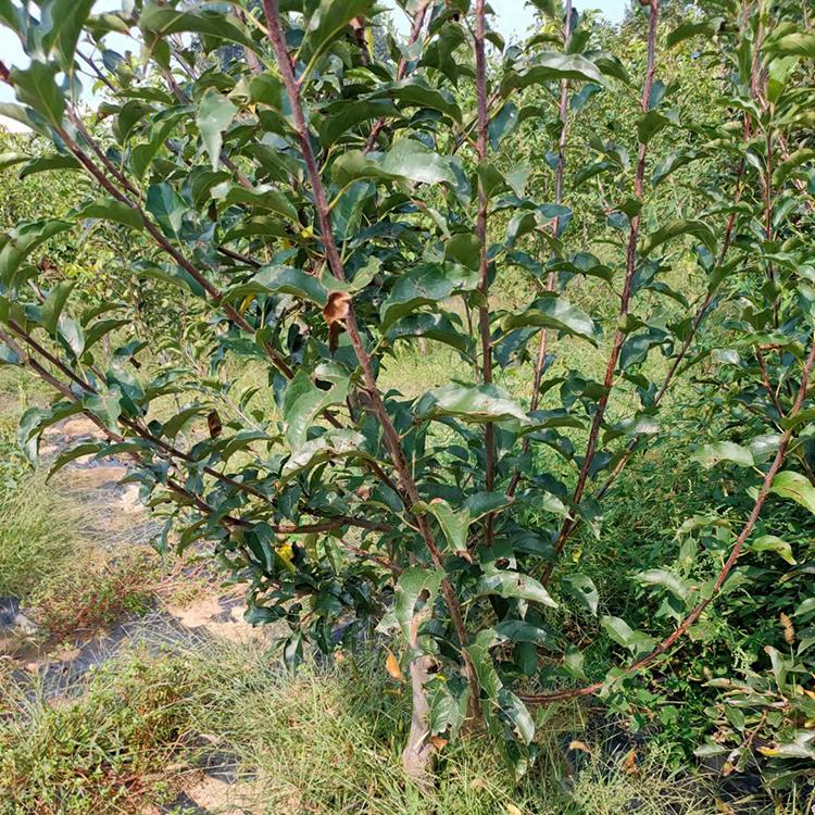 朝阳果树   矮化鸡心果  三年生 三至五公分