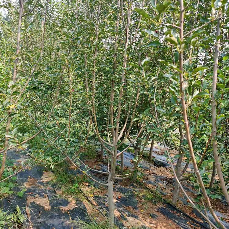 朝阳果树 鸡心果四年生七公分