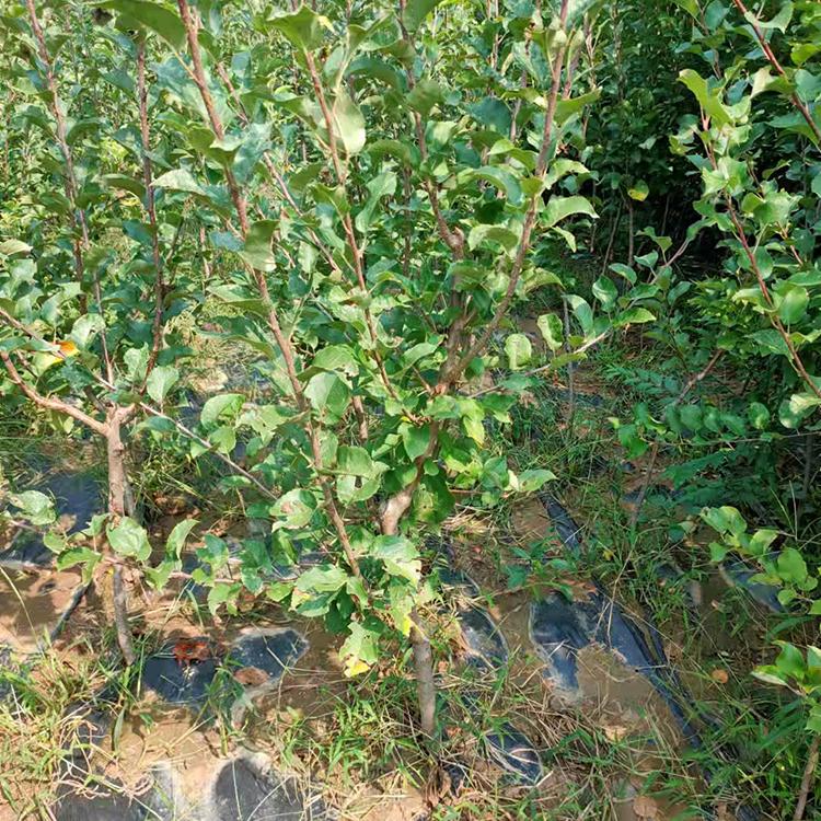 朝阳果树 新平红平果树    三年生二至三公分