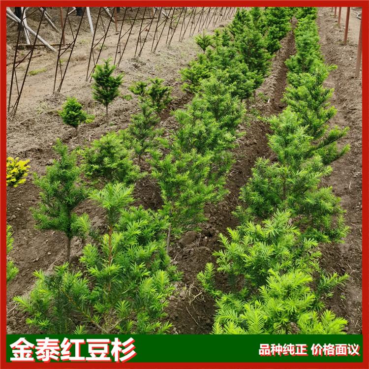 精品红豆杉批发 红豆杉树苗基地直发 常年供应红豆杉树苗