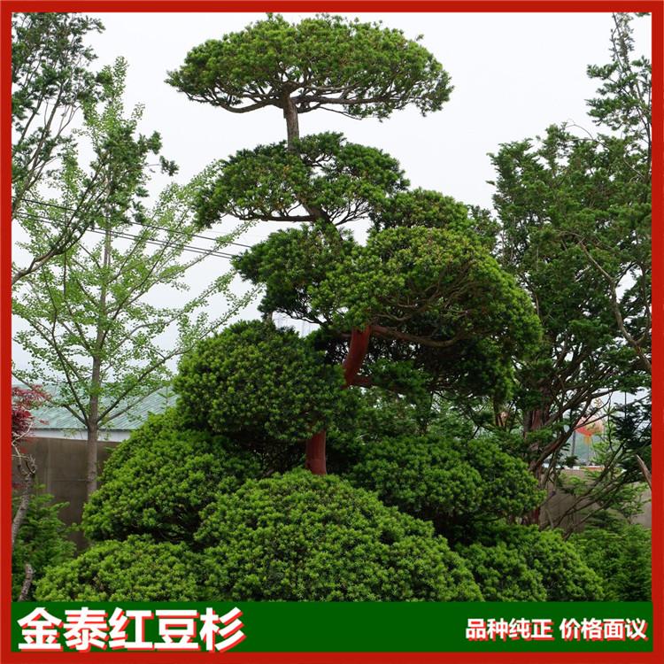 景观绿化常用景观树红豆杉地景树 树叶四季常绿 红豆杉景观基地
