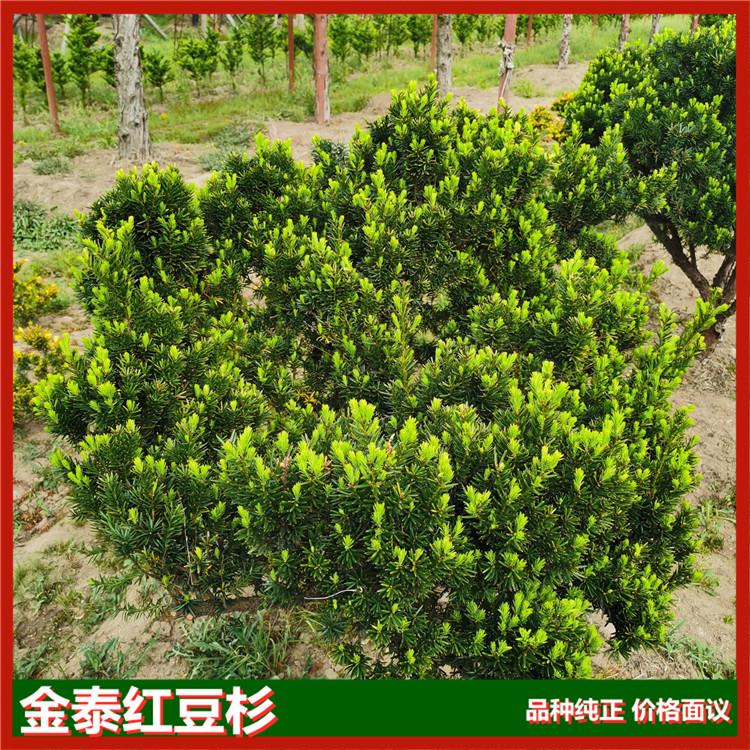 日本多头杉价格 多头杉基地 供应多头杉厂家 红豆杉苗