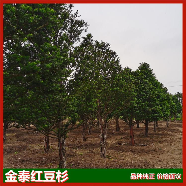 红豆杉大树 成年树红豆杉 金泰红豆杉基地与多个林业机构合作