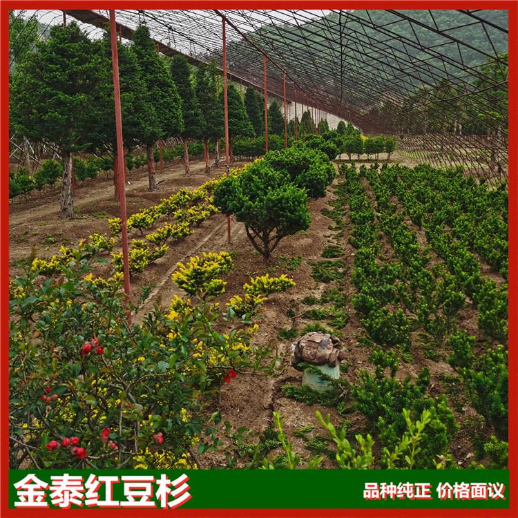 红豆杉精品 高规格红豆杉 金泰红豆杉占地用 绿化用精品红豆杉