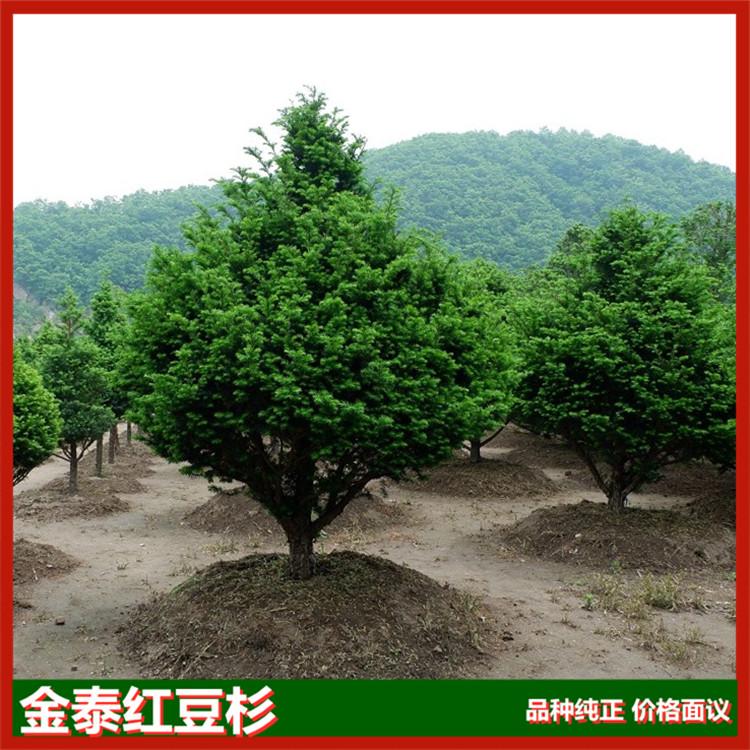 批发红豆杉树苗 基地直发红豆杉小树 占地红豆杉树叶四季常绿