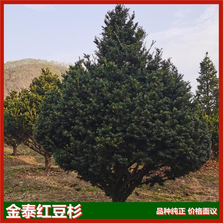 东北红豆杉小树价格 红豆杉树苗价格 金泰红豆杉基地直销