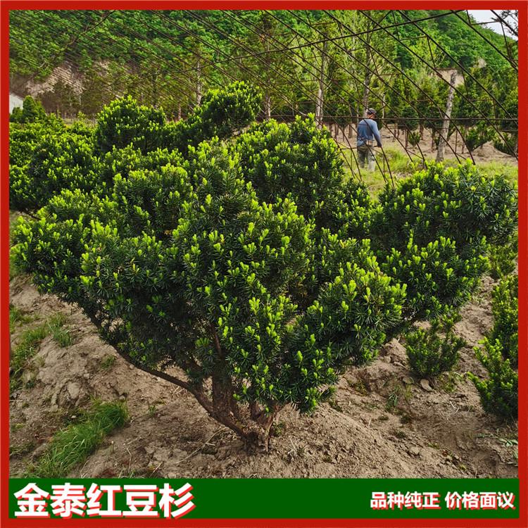 红豆杉树苗报价 出售日本多头杉红豆杉苗金泰多头杉