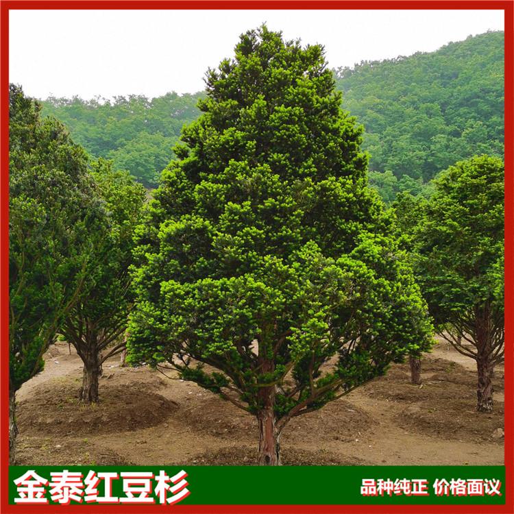金泰红豆杉大树 绿化别墅庭院用 批发红豆杉大树基地直发