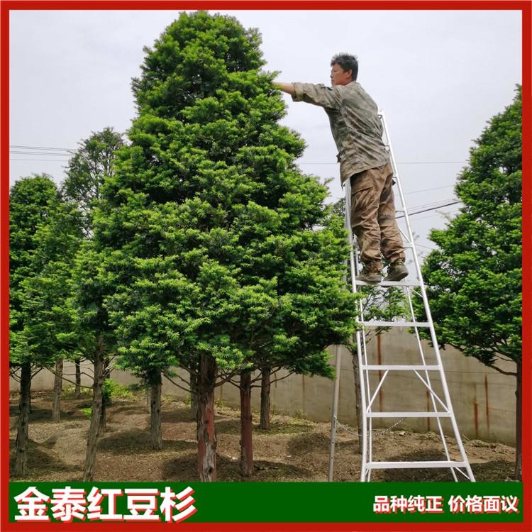  红豆杉名贵大树 红豆杉树木 红豆杉大树苗基地 批发红豆杉大树