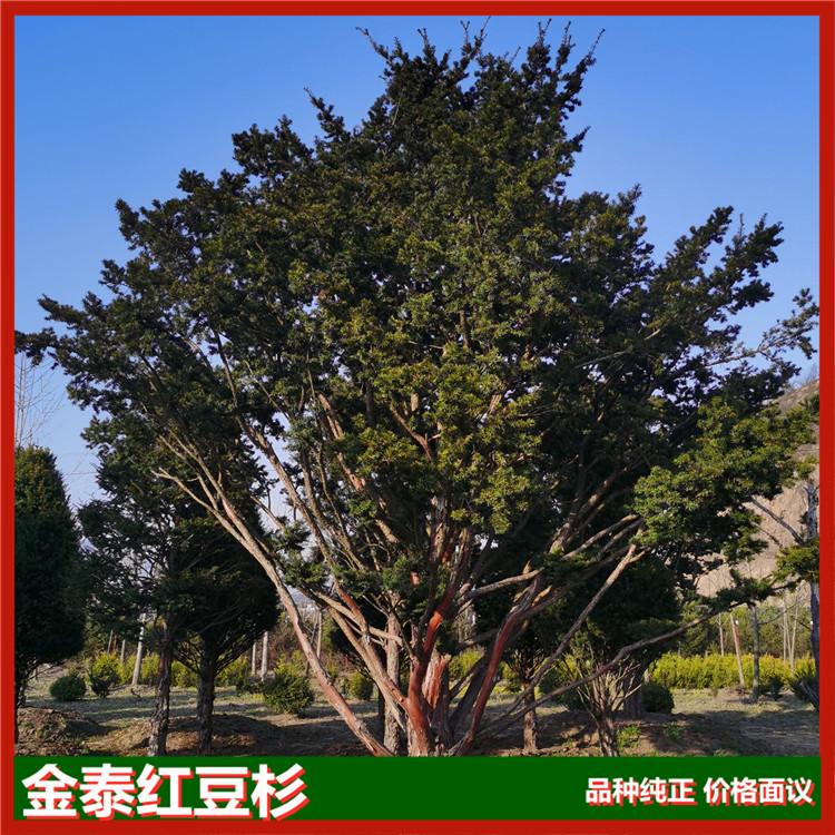 金泰红豆杉地景景观树 20年种植经验 红豆杉景观树基地