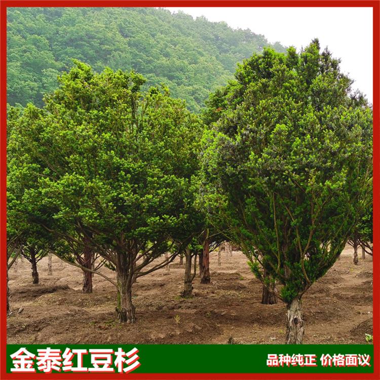 东北红豆杉大树价格 红豆杉树价格 金泰红豆杉基地直销