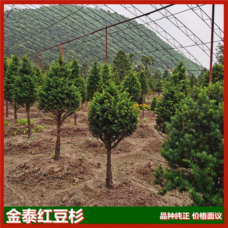供应景观绿化精品红豆杉 东北红豆杉精品批发 日本红豆杉 