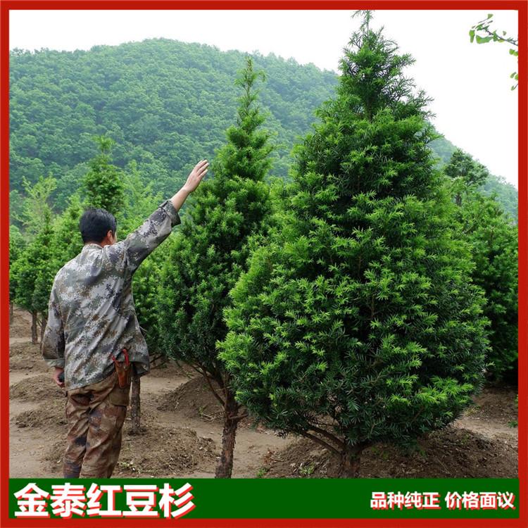 供应景观绿化常用红豆杉小树 东北红豆杉小树 基地与多个林业机构合作