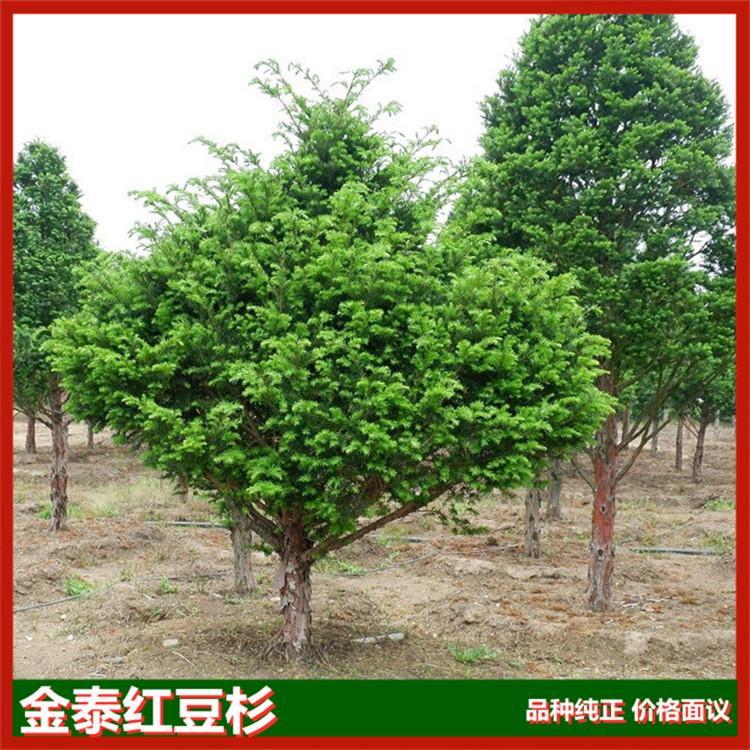 金泰红豆杉树苗 供应景观绿化常用红豆杉小树 绿化别墅庭院用