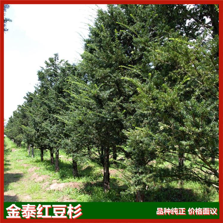 红豆杉大树苗木基地 东北红豆杉金泰基地 红豆杉古树销售
