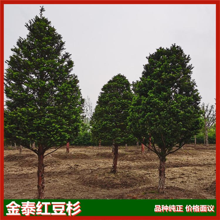 供应景观绿化常用红豆杉大树 东北红豆杉大树叶四季常绿