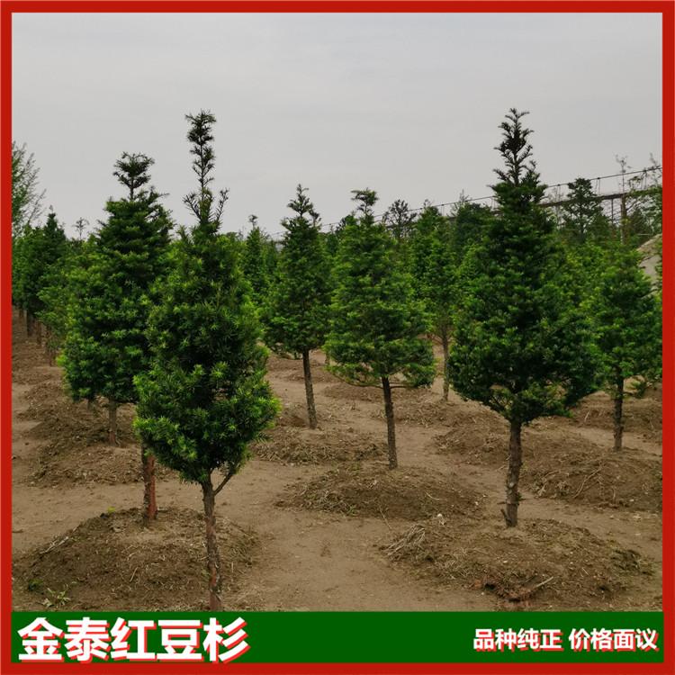 红豆杉小树基地 金泰红豆杉基地批发供应 红豆杉小树供应商