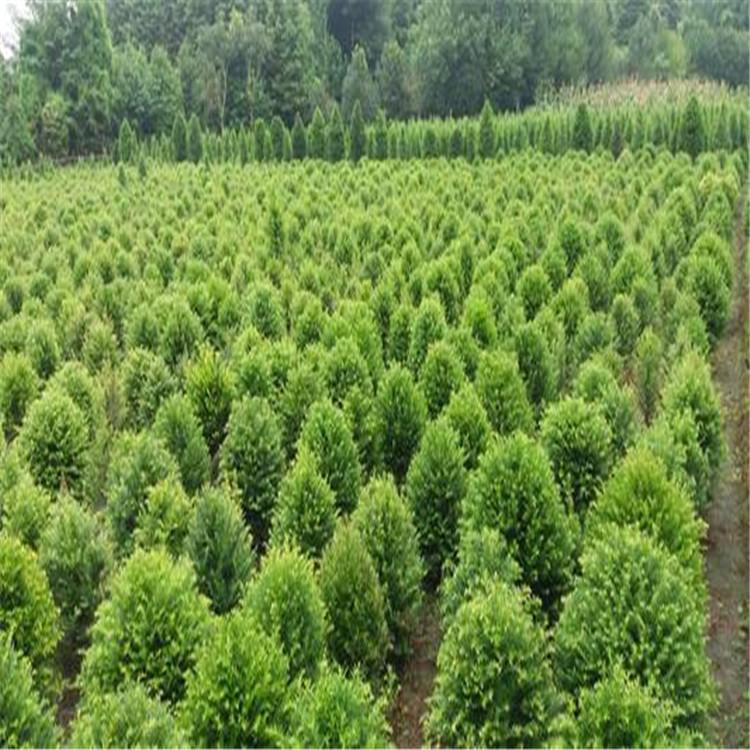 丹东绿化苗木 丹东绿化苗木批发 丹东绿化苗木价格