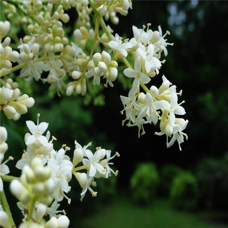 暴马丁香树苗 工程绿化苗  耐寒丛生基地直发