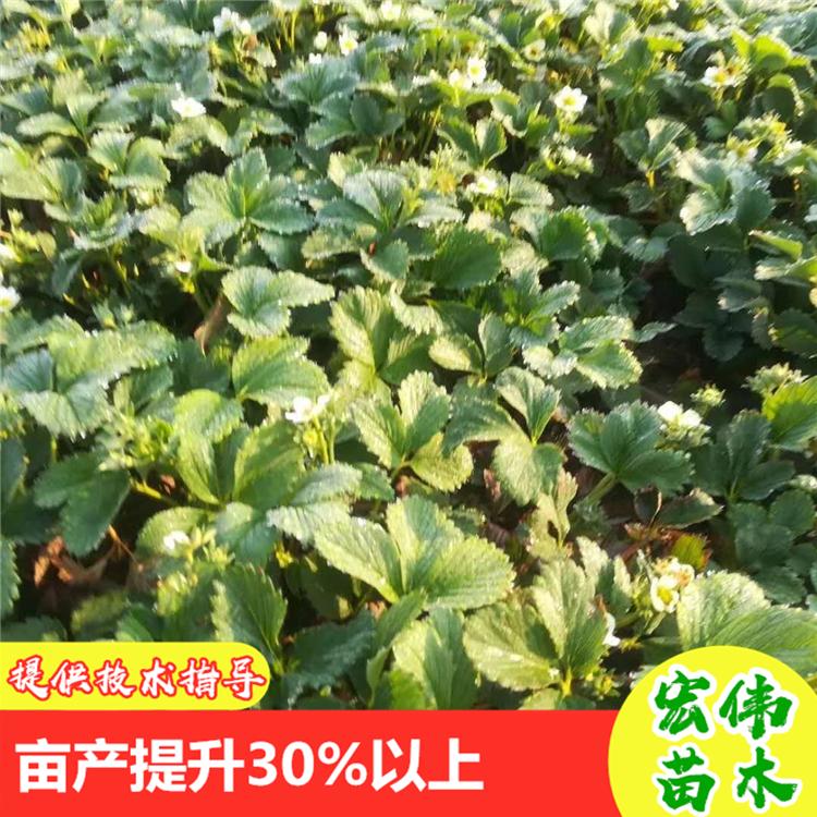 草莓种苗 红颜草莓苗价格 东港宏伟有机果蔬农场