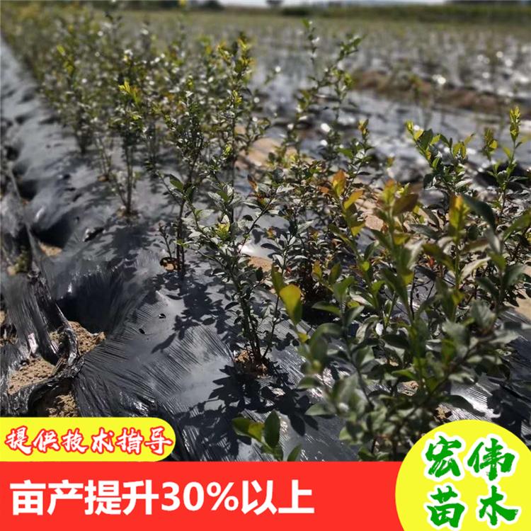 蓝莓苗批发 东港宏伟有机果蔬农场