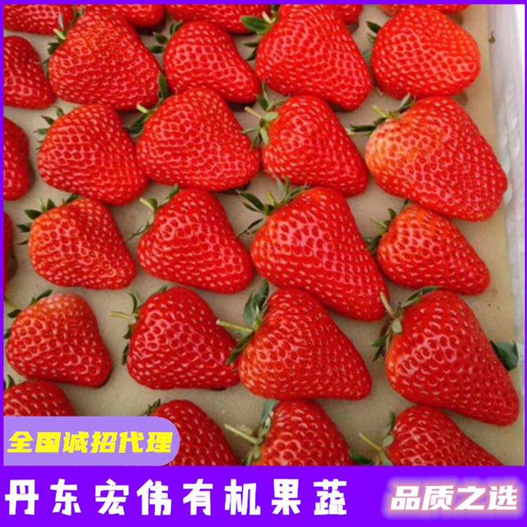 丹东草莓苗批发价格优惠 全国招代理 支持一件代发