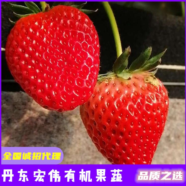 草莓苗价格 量大优惠 锦州草莓批发价格 99草莓批发市场