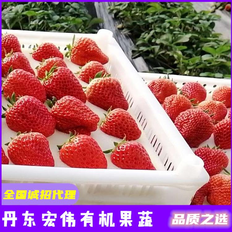 大连草莓苗价格 草莓采摘园 营口草莓价格 葫芦岛草莓基地