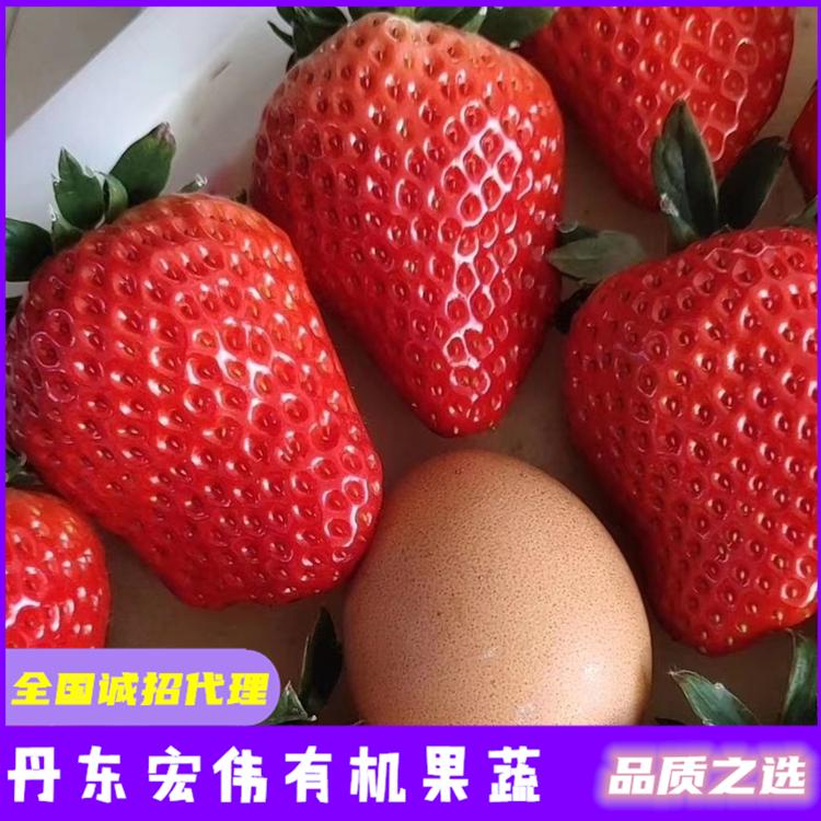 章姬草莓苗 牛奶草莓苗批发 99草莓苗批发 长沙草莓批发