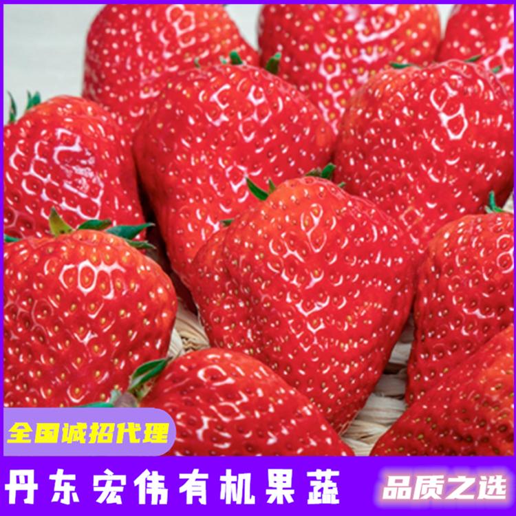草莓苗招代理 全国一件代发 东港宏伟有机果蔬农场