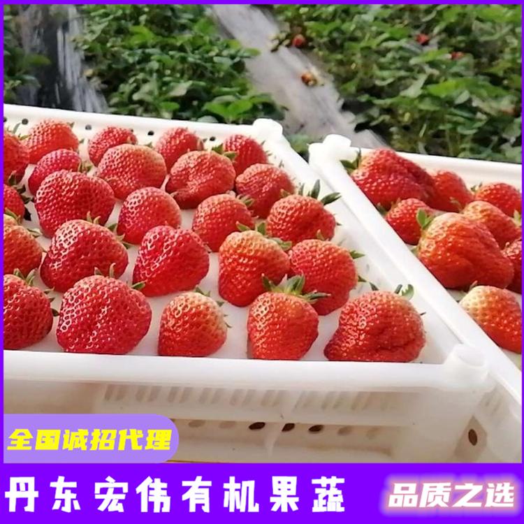 草莓苗批发 鞍山草莓苗批发市场 阜新草莓 盘锦草莓批发市场
