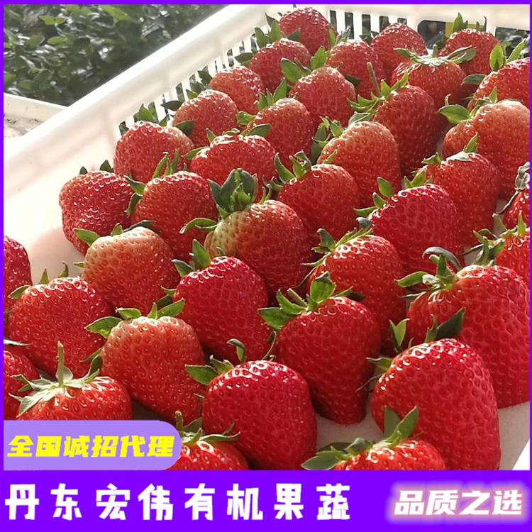 红颜草莓苗批发 草莓基地  白色草莓苗批发 新鲜草莓苗价格