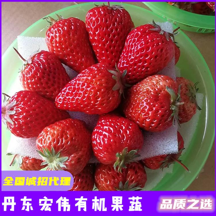 2021沈阳草莓苗行情 营口草莓苗批发 宏伟有机果蔬农场