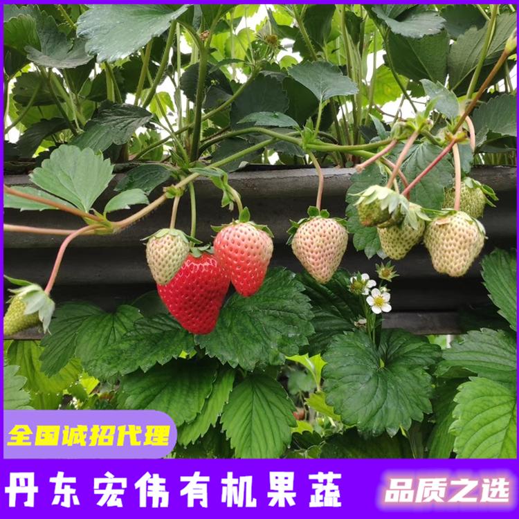 白草莓苗批发 奶油草莓苗价格 北京草莓批发市场 宏伟有机果蔬农场