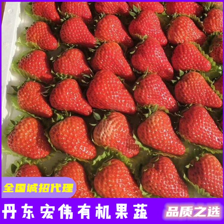 丹东九九草莓苗价格 草莓批发市场品种齐全