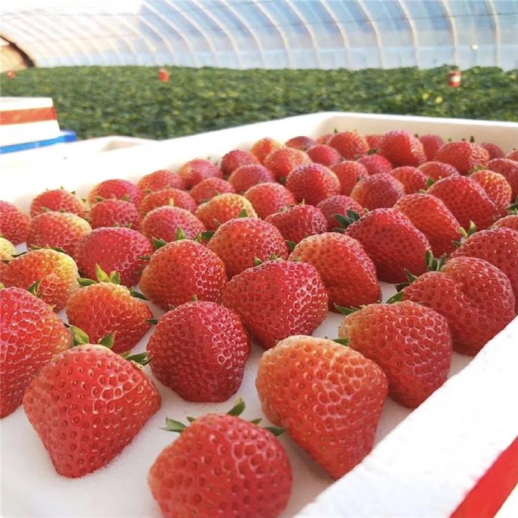 丹东草莓价格 本溪草莓采摘 草莓基地 草莓批发