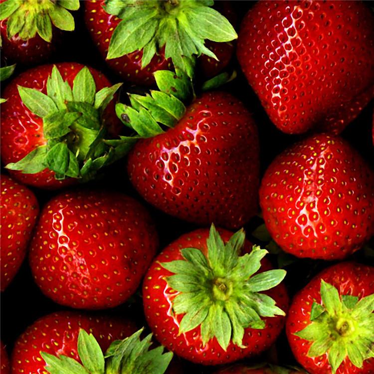 草莓批发 草莓批发市场 99草莓基地 草莓批发价格